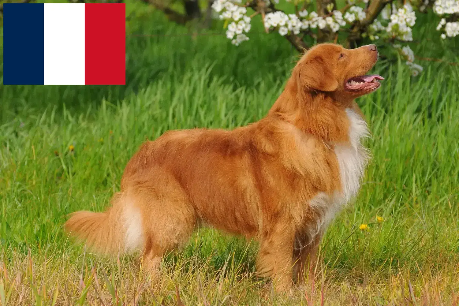 Read more about the article Nova Escócia Duck Tolling Retriever criadores e cachorros em França