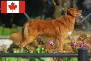 Read more about the article Nova Escócia Duck Tolling Retriever Criadores e cachorros no Canadá