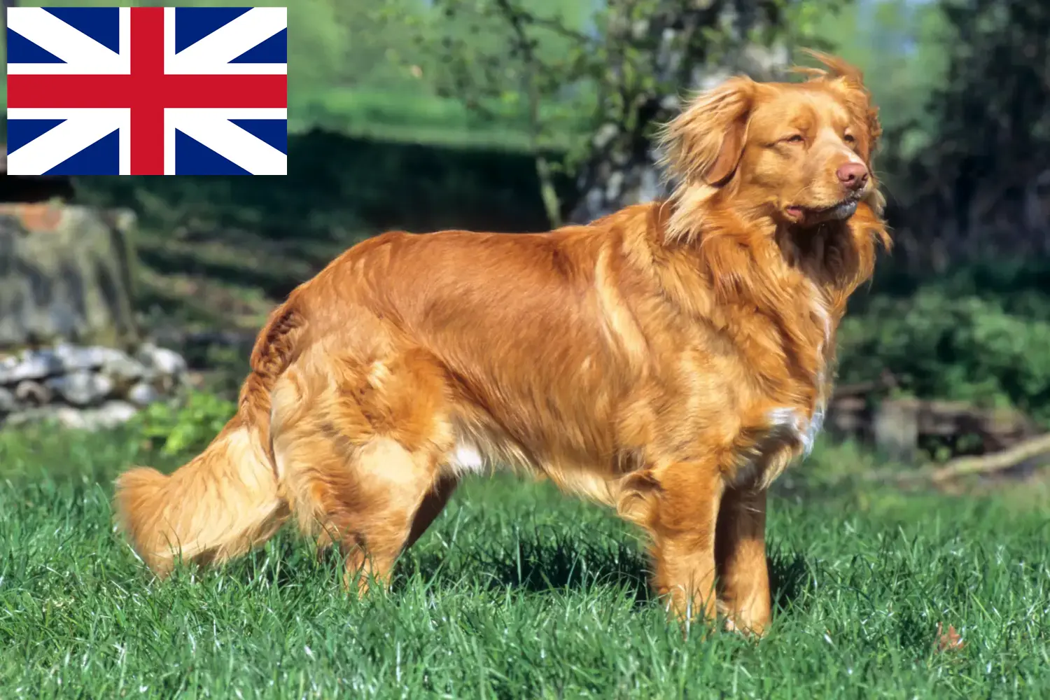 Read more about the article Nova Escócia Duck Tolling Retriever Criadores e cachorros no Reino Unido