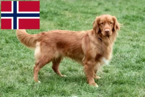 Read more about the article Nova Escócia Duck Tolling Retriever criadores e cachorros na Noruega