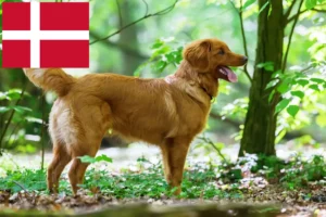 Read more about the article Nova Escócia Duck Tolling Retriever criadores e cachorros na Dinamarca