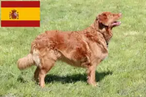 Read more about the article Nova Escócia Duck Tolling Retriever criadores e cachorros em Espanha