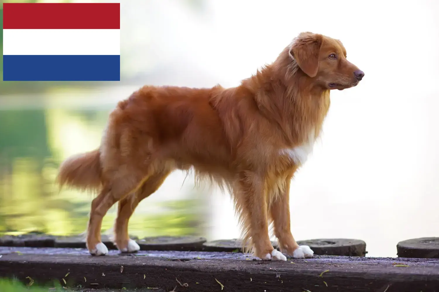 Read more about the article Nova Escócia Duck Tolling Retriever criadores e cachorros nos Países Baixos