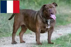 Read more about the article Criadores de Olde English Bulldog e cachorros em França