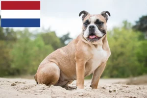 Read more about the article Criadores de Olde English Bulldog e cachorros nos Países Baixos