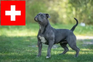 Read more about the article Criadores de Olde English Bulldog e cachorros na Suíça