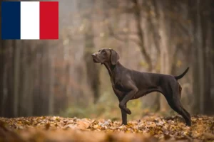 Read more about the article Criadores de pelo curto alemão e cachorros em França