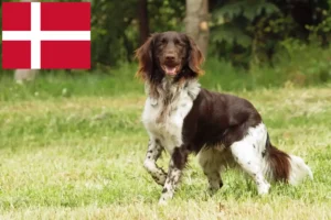 Read more about the article Pequeno Münsterländer criador e cachorros na Dinamarca