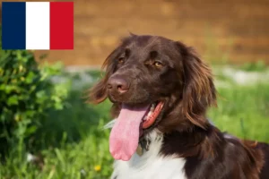 Read more about the article Pequeno Münsterländer criador e cachorros em França