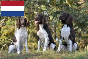 Read more about the article Pequeno criador de Münsterländer e cachorros nos Países Baixos