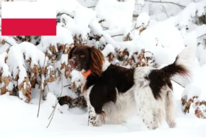 Read more about the article Pequeno Münsterländer criador e cachorros na Polónia