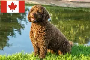 Read more about the article Perro de Agua Español criadores e cachorros no Canadá