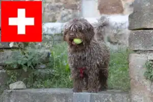 Read more about the article Perro de Agua Español criadores e cachorros na Suíça