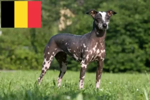 Read more about the article Criador de cães sem pelo peruanos e cachorros na Bélgica