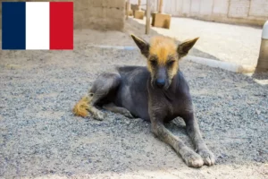 Read more about the article Criador de cães sem pelo peruanos e cachorros em França