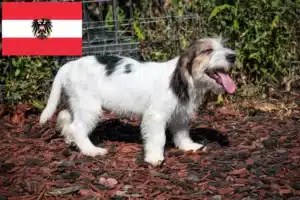 Read more about the article Criadores de Petit Basset Griffon Vendéen e cachorros na Áustria