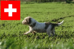 Read more about the article Criadores de Petit Basset Griffon Vendéen e cachorros na Suíça