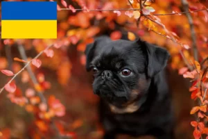 Read more about the article Criadores de Petit Brabançon e cachorros na Ucrânia