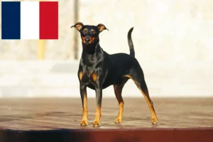 Read more about the article Criadores de Pinscher alemão e cachorros em França