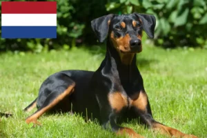 Read more about the article Criadores de Pinscher alemão e cachorros nos Países Baixos