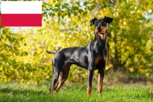 Read more about the article Criador de Pinscher alemão e cachorros na Polónia