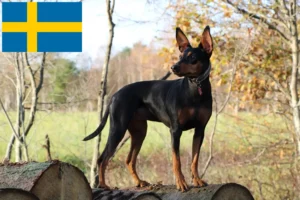 Read more about the article Criador de Pinscher alemão e cachorros na Suécia