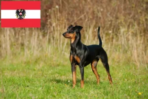 Read more about the article Criadores de Pinscher alemão e cachorros na Áustria