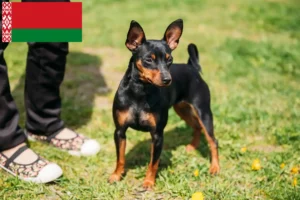 Read more about the article Criadores de Pinscher miniatura e cachorros na Bielorrússia