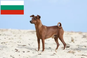 Read more about the article Criadores de Pinscher miniatura e cachorros na Bulgária