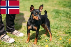 Read more about the article Criadores de Pinscher miniatura e cachorros na Noruega