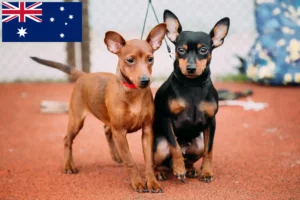 Read more about the article Criadores de Pinscher miniatura e cachorros na Austrália