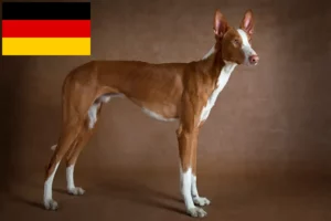 Read more about the article Podenco criadores e cachorros na Alemanha