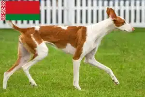 Read more about the article Podenco criadores e cachorros na Bielorrússia