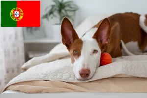 Read more about the article Podenco criadores e cachorros em Portugal