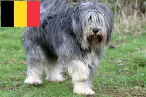 Read more about the article Criadores de PON e cachorros na Bélgica