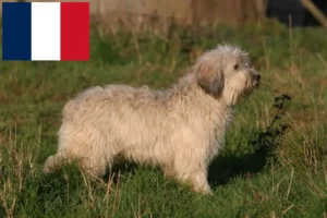 Read more about the article Criadores de PON e cachorros em França