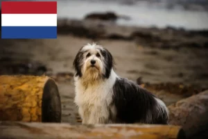 Read more about the article Criadores de PON e cachorros nos Países Baixos