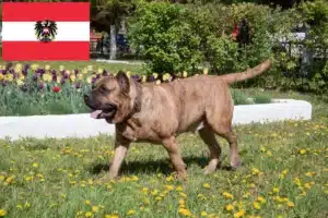 Read more about the article Presa Canario criadores e cachorros na Áustria