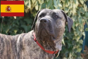 Read more about the article Presa Canario criadores e cachorros em Espanha