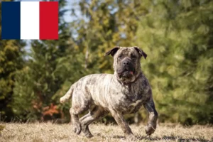 Read more about the article Presa Canario criadores e cachorros em França