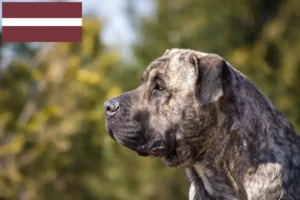 Read more about the article Presa Canario criadores e cachorros na Letónia