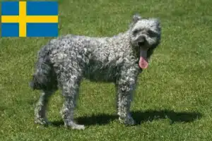 Read more about the article Criadores de Pumi e cachorros na Suécia