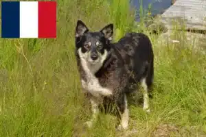 Read more about the article Criador de cães de rena da Lapónia e cachorros em França