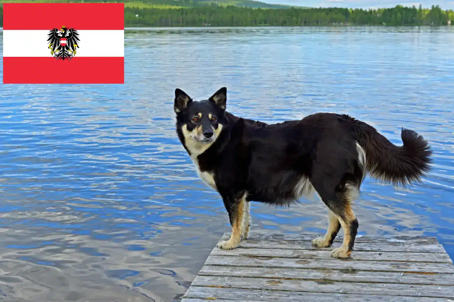 Read more about the article Criadores de cães de rena da Lapónia e cachorros na Áustria