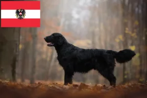 Read more about the article Criadores de Flat Coated Retriever e cachorros na Áustria