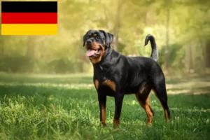 Read more about the article Criadores de Rottweiler e cachorros na Alemanha