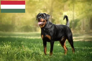 Read more about the article Criadores de Rottweiler e cachorros na Hungria