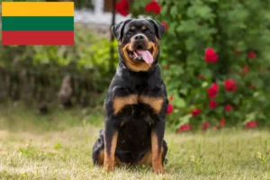 Read more about the article Criadores de Rottweiler e cachorros na Lituânia