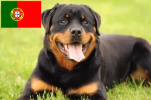 Read more about the article Criadores de Rottweiler e cachorros em Portugal