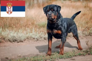 Read more about the article Criadores de Rottweiler e cachorros na Sérvia